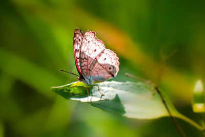 Close-up of butterfly on plant