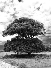 Low angle view of trees on field against sky