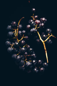 Close-up of berries against black background