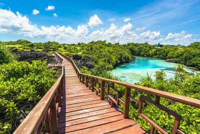 Boardwalk amidst plants against sky