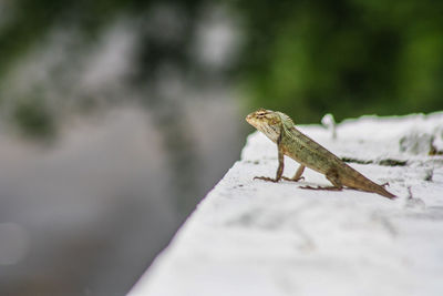 Close-up of a lizard on rock