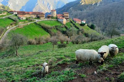 The lost village of bandujo, in the mountainous central area of asturias is a middle age landscape.