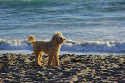 Dog running on beach