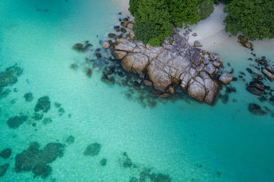 High angle view of coral in sea