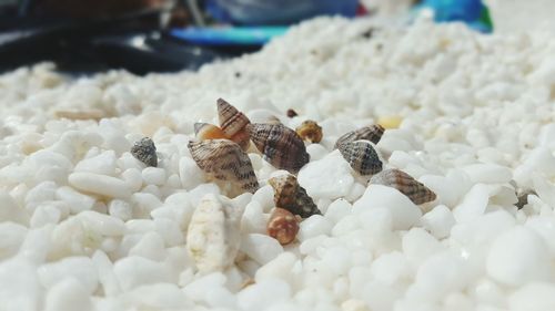Close-up of seashell