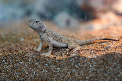 Lizard on sand seen through glass