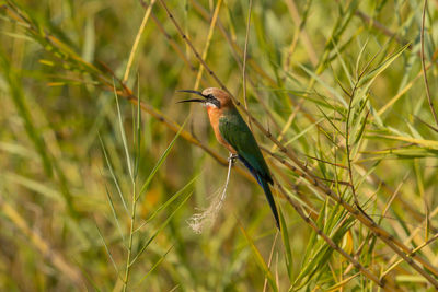 Close-up of bird perching on plant