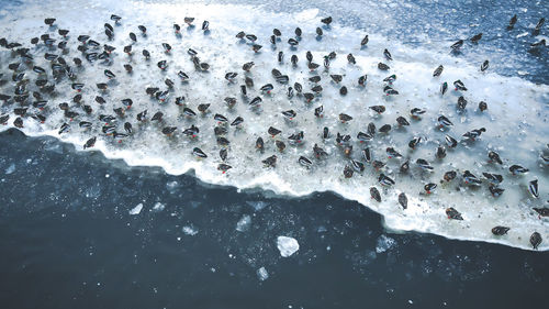 Ducks play on the ice and swim in the water