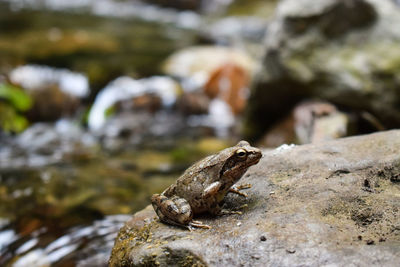 Close-up of lizard on rock