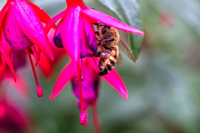Close-up of bee pollinating on pink flower
