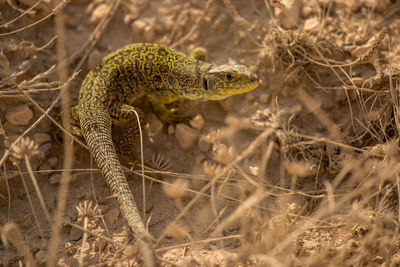 Close-up of lizard on land