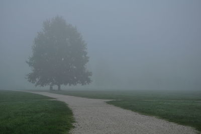 Trees on field against foggy sky