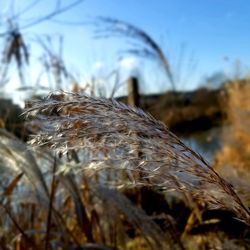 Close-up of dried plant on land