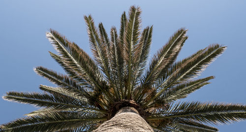 Low angle view of palm tree against clear blue sky