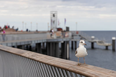 A white seagull sits on the railing of the new pier in koserow on the island of usedom.