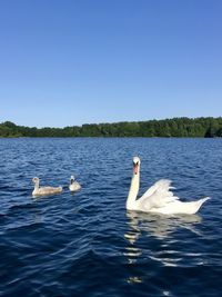 Swans swimming in lake