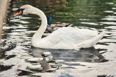 Swan floating on lake