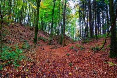 Trees growing in forest during autumn