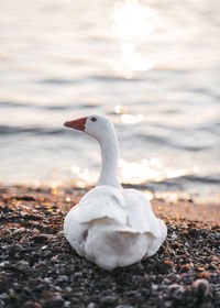 Close-up of swan in lake