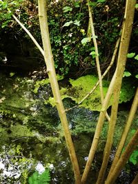 High angle view of bamboo trees in forest