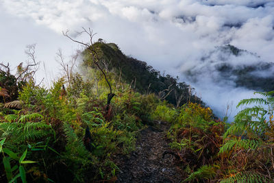 Plants growing on landscape against sky