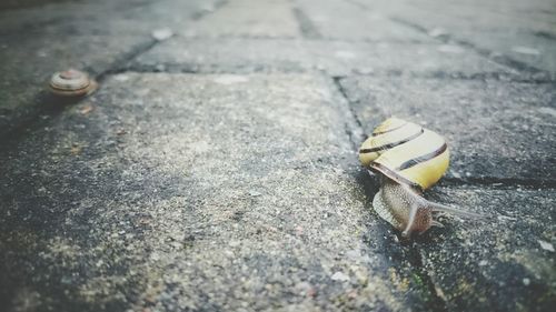 Close-up of snail