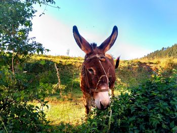 Close-up of a horse on land