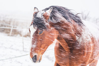 A horse in a paddock on a windy winter day. visible snowflakes, wind and frost. close-up of the head