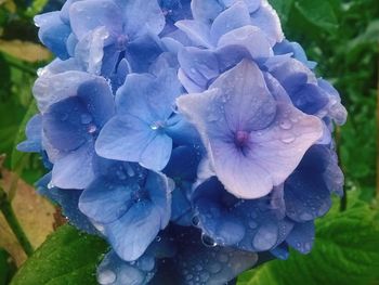 Close-up of wet purple hydrangea blooming outdoors