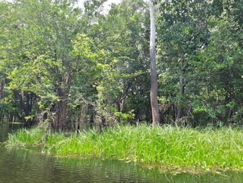 Scenic view of river in forest