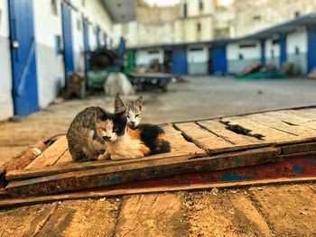 Cat sitting on retaining wall