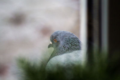 Close-up of pigeon