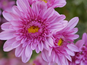 Close-up of pink dahlia