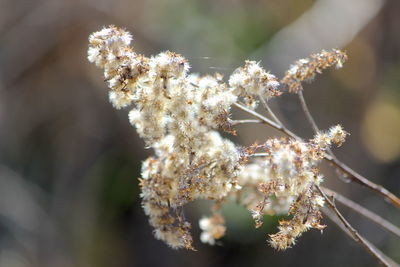 Close-up of white flowering plant