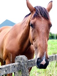 Horse in ranch