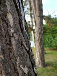 Close-up of tree trunk