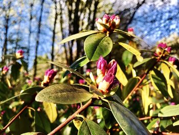 Close-up of fresh pink flowering plant