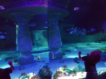 Silhouette of fish in aquarium