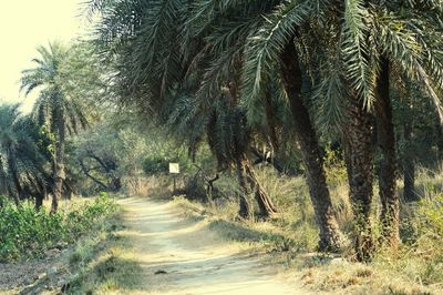 Dirt road passing through forest