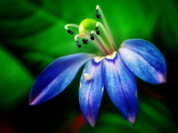 Close-up of purple flowers