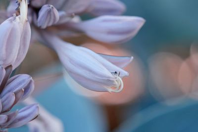 Close-up of purple flowers blooming outdoors