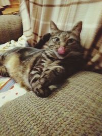 Portrait of kitten relaxing at home