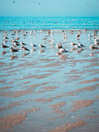 Flock of seagulls on beach