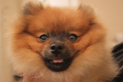 Close-up portrait of dog