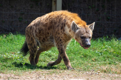 Side view of fox on field