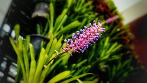 Close-up of pink flowering plant