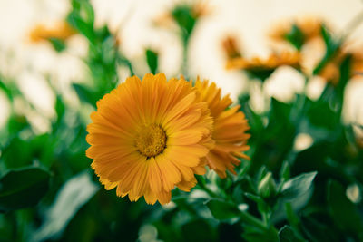 Close-up of yellow flowering plant on field