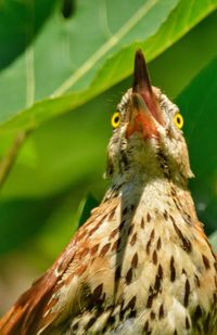 Close-up of a bird