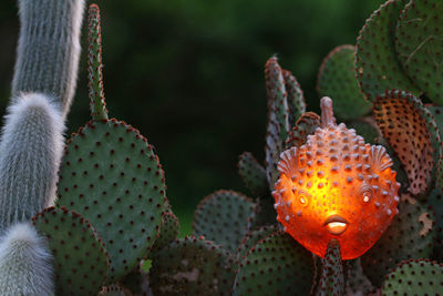 Puffer fish and cactus