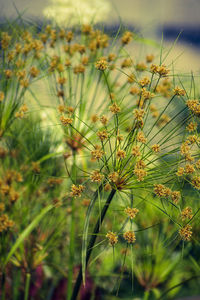 Close-up of flowering plants on field